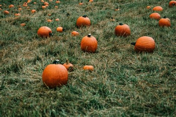 When should I pick my pumpkin