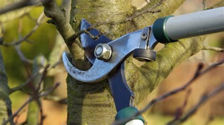 When should I prune my garden