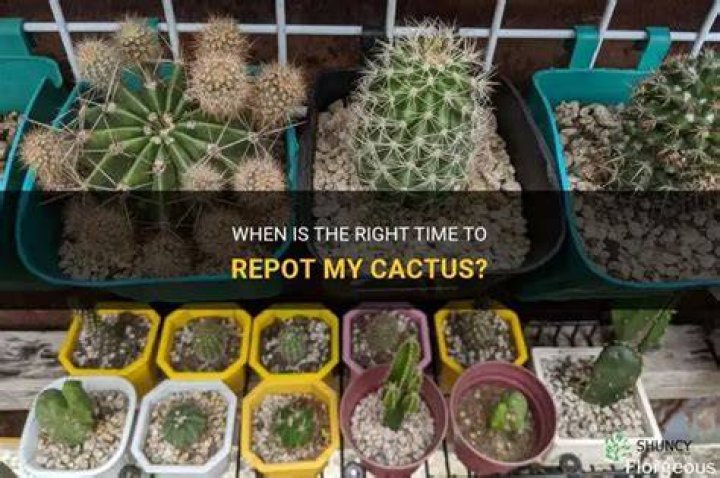 When should I repot my cactus
