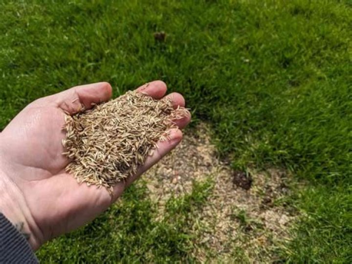 When should I seed my lawn UK