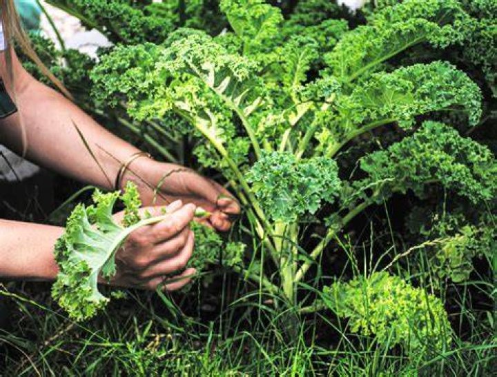 When should Kale be harvested