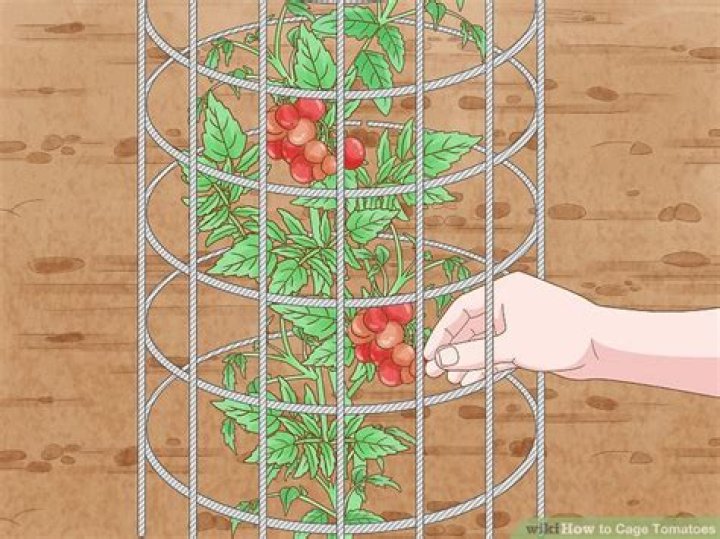 When should you cage tomatoes