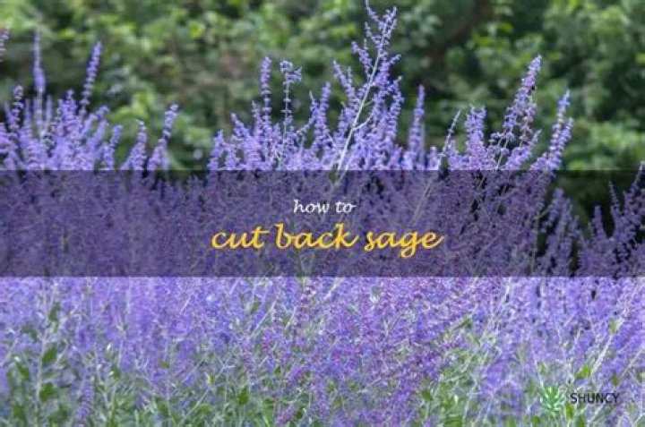 When should you cut back sage