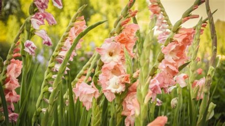 When should you cut gladiolus