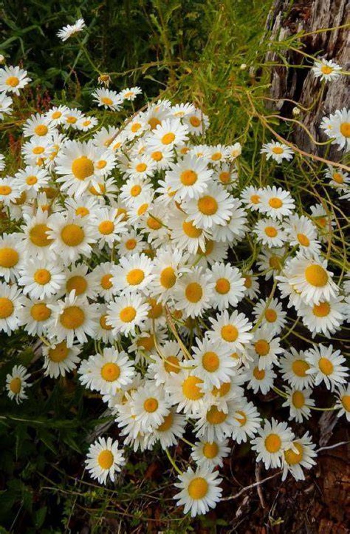 When should you prune daisies