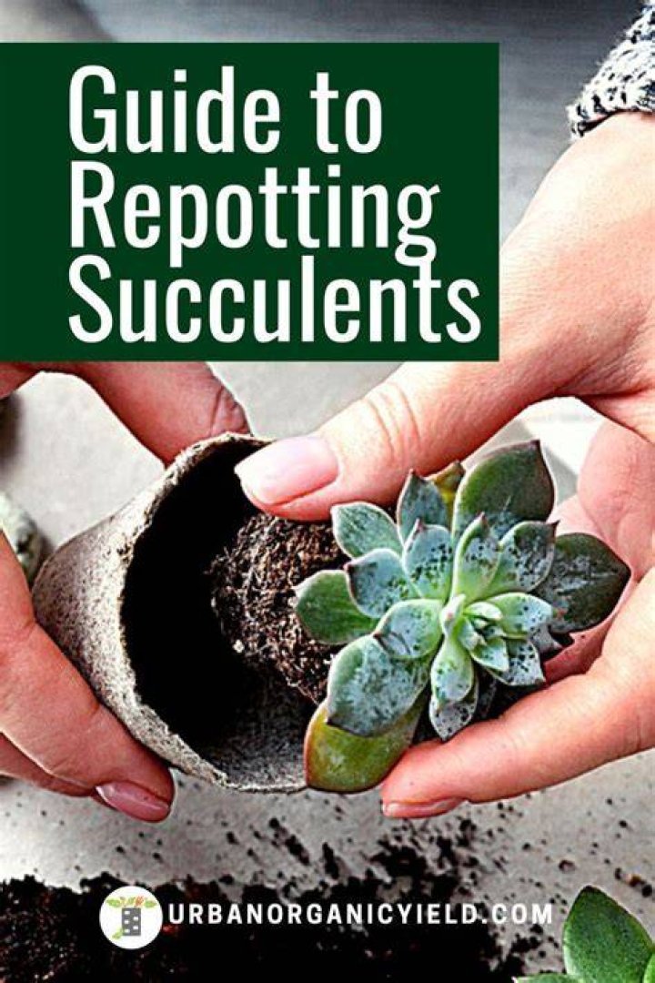 When should you repot a succulent