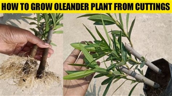 When should you trim oleander