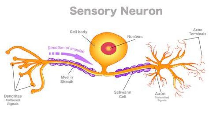 Where are sensory receptors located on a neuron