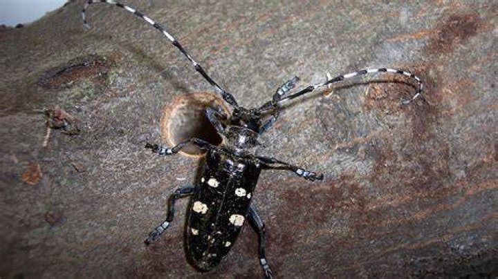 Where does the Asian longhorned beetle live