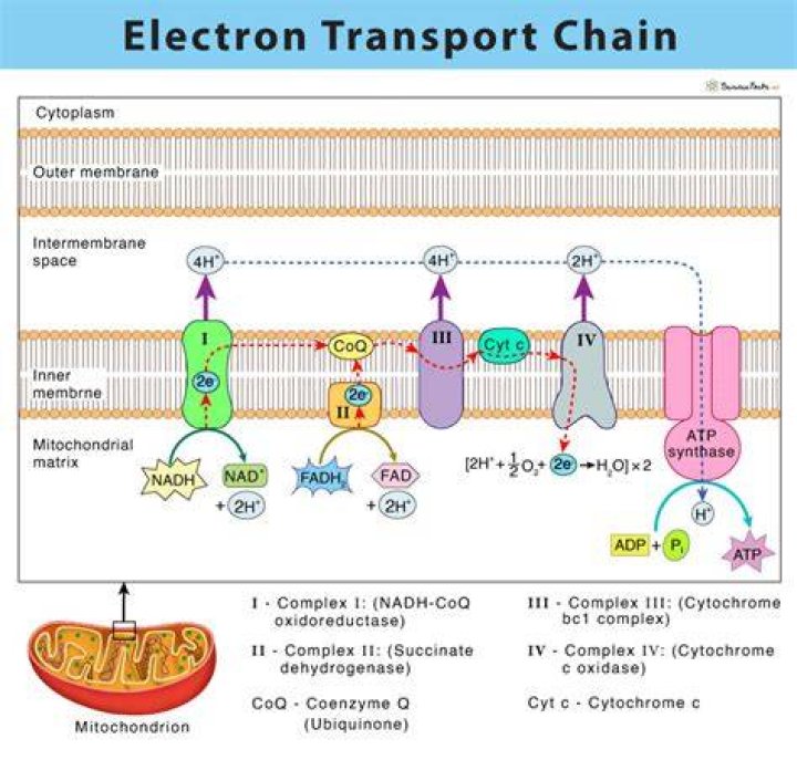Where does the electron transport chain take place in prokaryotic cells