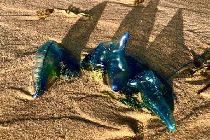 Why do I have loads of bluebottles in my house