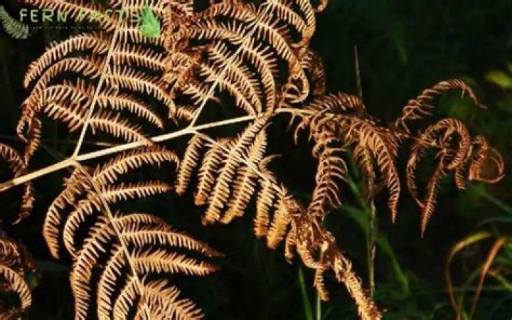 Why is my Japanese fern dying