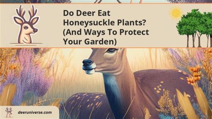 Will deer eat honeysuckle