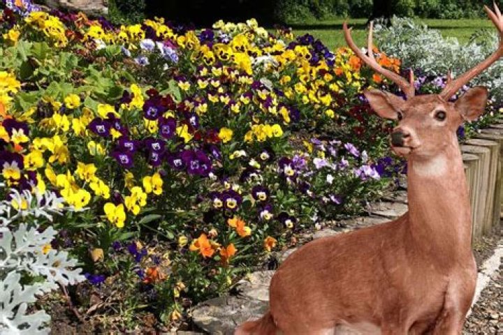 Will deer eat my pansies