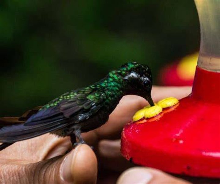 Will hummingbirds eat out of your hand